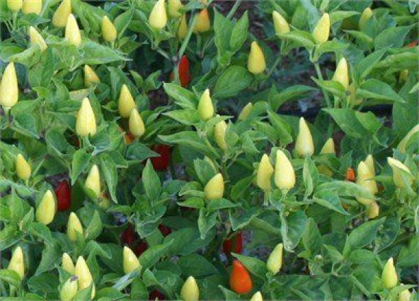 Paket Biberiye Biber Tohumu Fındık Biber Tohumu 400 Tohum+H ürün görseli