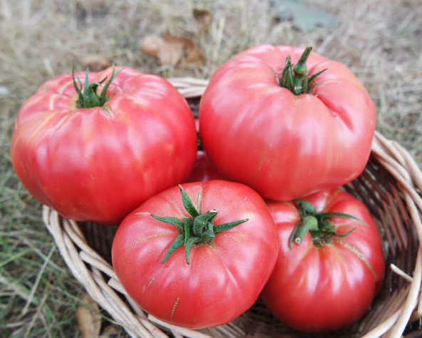 Paket Nadir Geleneksel İri Pembe Domates Tohumu 150 Tohum +