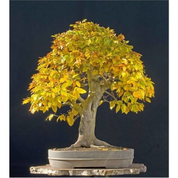 Bodur Bonsai Sarı Alıç Ağacı Tohumu 10 Tohum+Saksı +Toprak+ ürün görseli