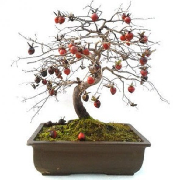 Bodur Bonsai Hurma Ağacı Tohumu 2 Tohum + Tohum