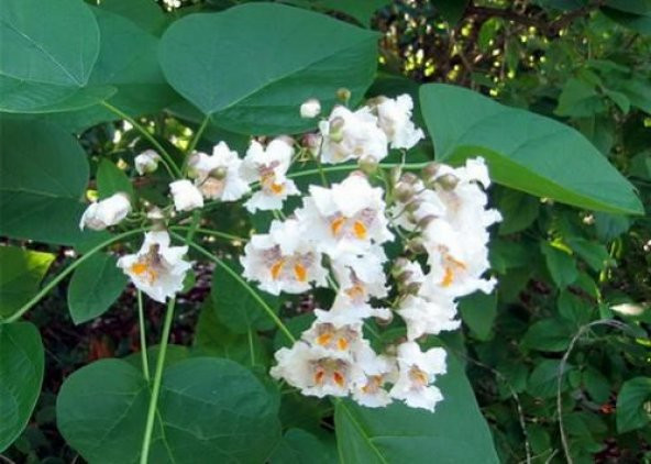 Sigara Ağacı Tohum Katalpa Ağacı Tohumu 10 Tohum+Saksı+Toprak+Hed ürün görseli