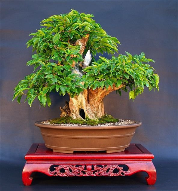 Bodur Bonsai Kızılcık Ağacı Tohumu 5 Tohum+Saksı+Toprak+ To ürün görseli 1