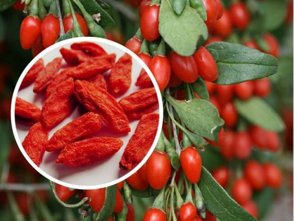 Paket Goji Berry Tohumu Kurt Üzümü Tohumu 250 Tohum+