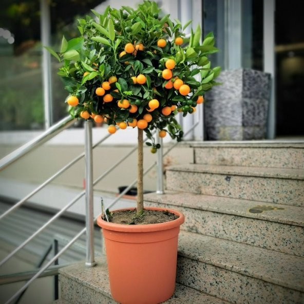 Bodur Bonsai Mandalina Ağacı Tohumu 5 Tohum+Saksı+Toprak+ T