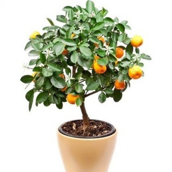 Bodur Bonsai Mandalina Ağacı Tohumu 5 Tohum+Saksı+Toprak+ T - 2