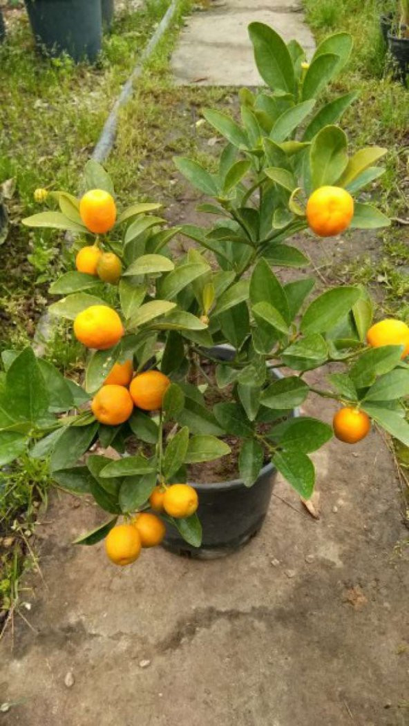 Bodur Bonsai Mandalina Ağacı Tohumu 5 Tohum+Saksı+Toprak+ T - 3