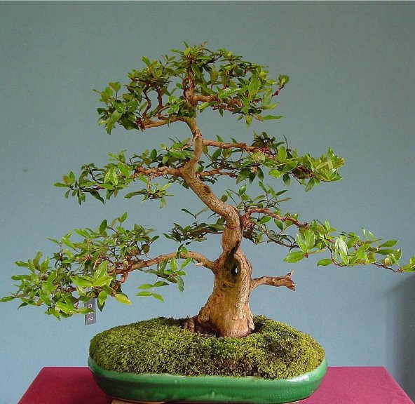 Bodur Bonsai Hambeles Ağacı Tohumu 5 Tohum +Saksı+Toprak+ T