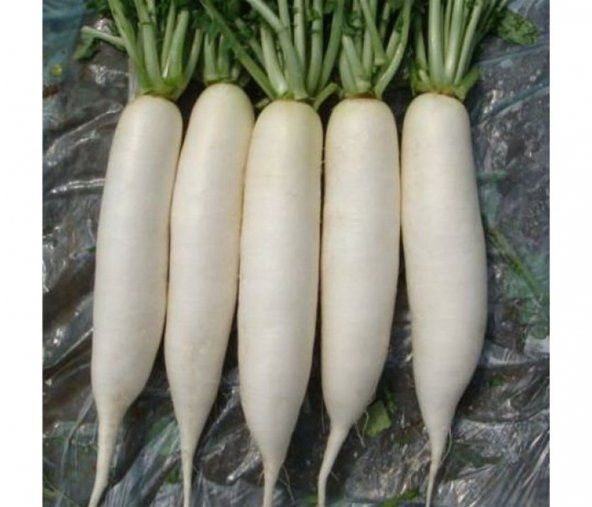 Uzun Erkenci Japon Beyaz Turp Tohumu 50Tohum + Spriz Tohum ürün görseli 1