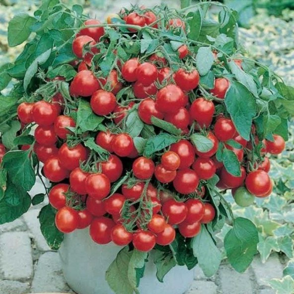 Eko Paket Cherry Domates Tohumu Saksılık 65 Tohum + Tohum