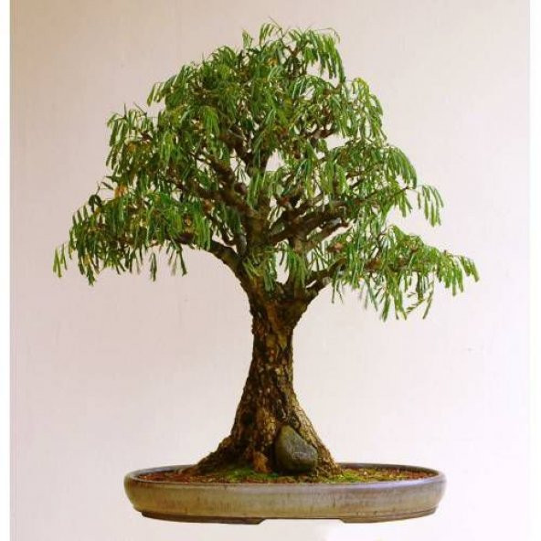 Bodur Bonsai Kıbrıs Akasyası Tohumu 5 Tohum +Saksı+Toprsk+