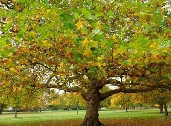 Çınar Ağacı Tohumu 20 Adet Tohum + Bonsai Ağacı Toh ürün görseli