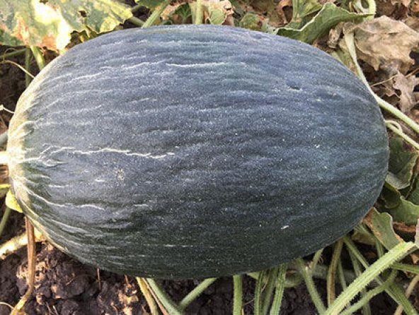 Hasanbey Siyah Kışlık Kavun Tohumu 15 Tohum+ Tohum ürün görseli