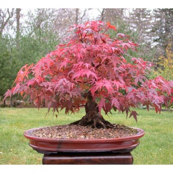 Bodur Bonsai Flamingo Ağacı Tohumu 5 Tohum +Toprak+Saksı+ T ürün görseli