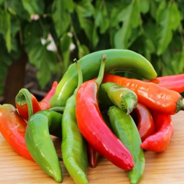Meşhur Acı Hatay Biberi Tohumu Samandağ Biberi 25 Tohum+ To ürün görseli