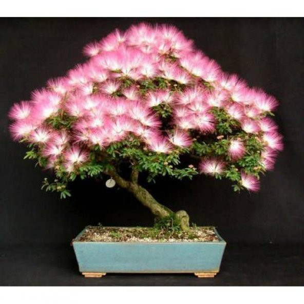 Bodur Bonsai Gülibrişim Ağacı Tohumu 5 Tohum+ Tohum