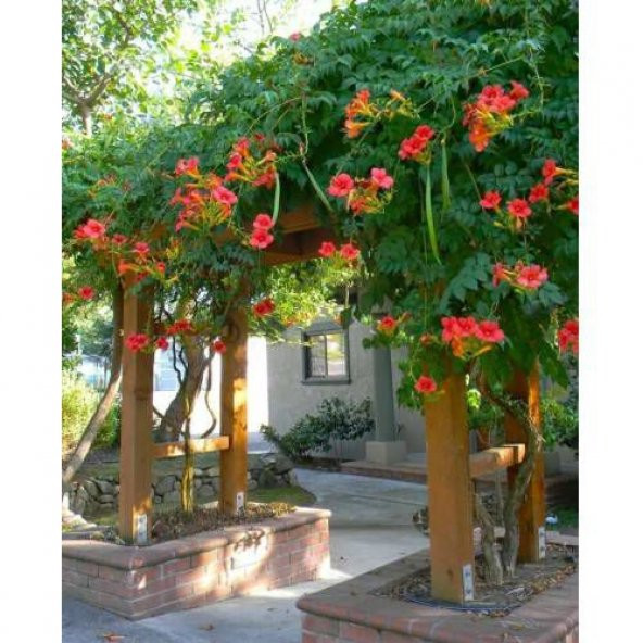 Acem Borusu Ağacı Turuncu Sarmaşığı Campsis Radicans 25 Tohum+Hed ürün görseli