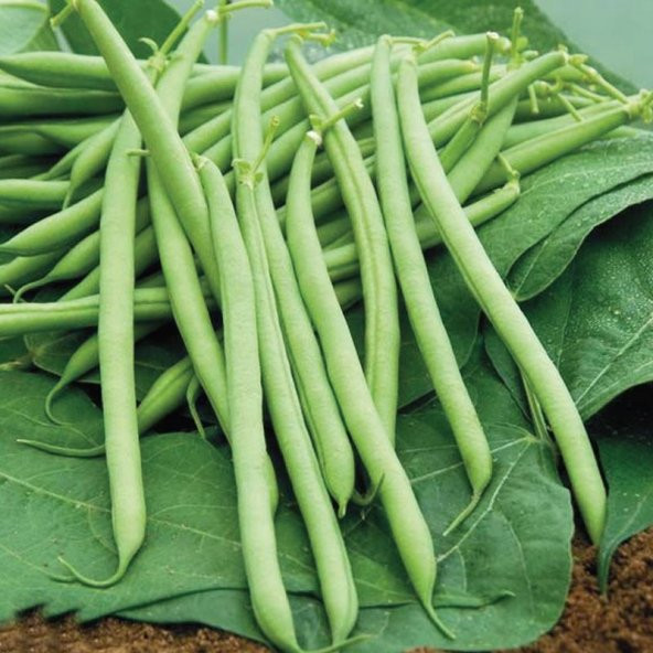 Eymen Oturak Erkenci Fasulye Tohumu 20 Tohum + T... ürün görseli