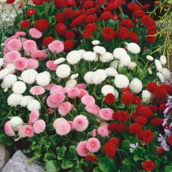 Karışık Şeker Tabağı Çiçeği Tohumu Çiçek Tohumu 20 Tohum+ T