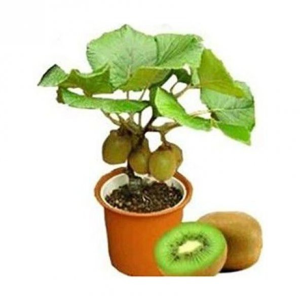 Bodur Kivi Bonsai Ağacı Tohumu 5 Tohum + Saksı + Toprak+ To