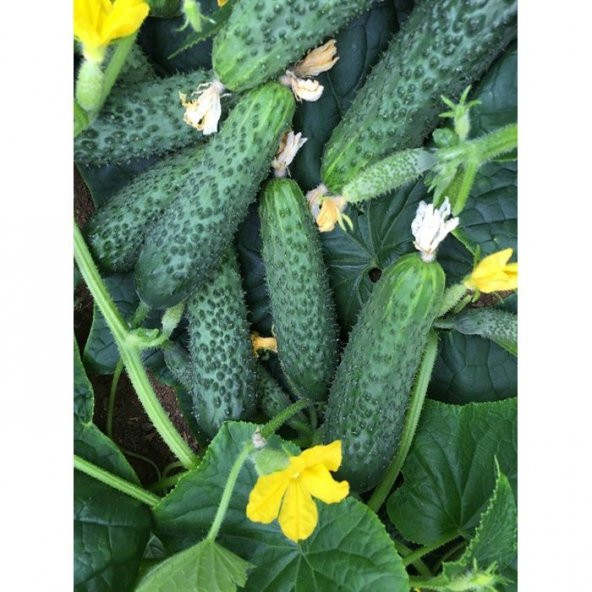 Yerli Kornişon Salatalık Tohumu 50 Adet Tohum +Spriz Tohum ürün görseli