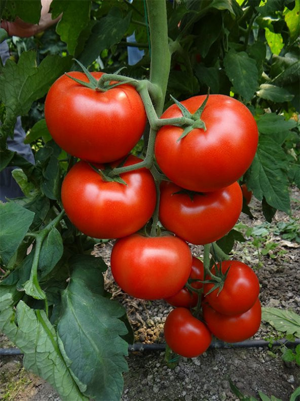 Erkenci İri Marmande Domates Tohumu 15 Tohum +Saksı+Toprak+