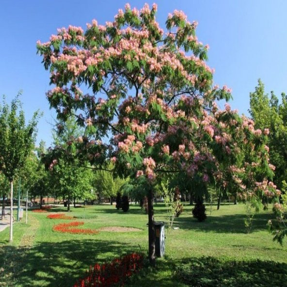 Eko Paket Gülibrişim Ağacı Tohumu Gülibrişim Tohumu 40 Tohum+Hedi