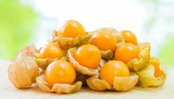 Tropikal Güney Feneri Tohumu 5 Tohum + Saksı+Toprak+ Tohum ürün görseli 1