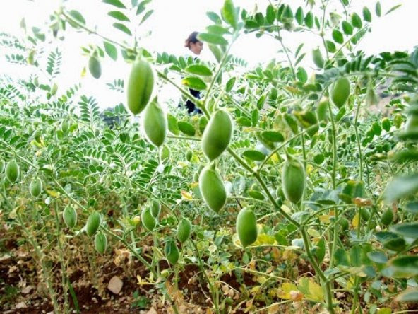 Yeni Mahsül Geleneksel Nohut Tohumu 25 Tohum+Saksı+ Toprak+ ürün görseli