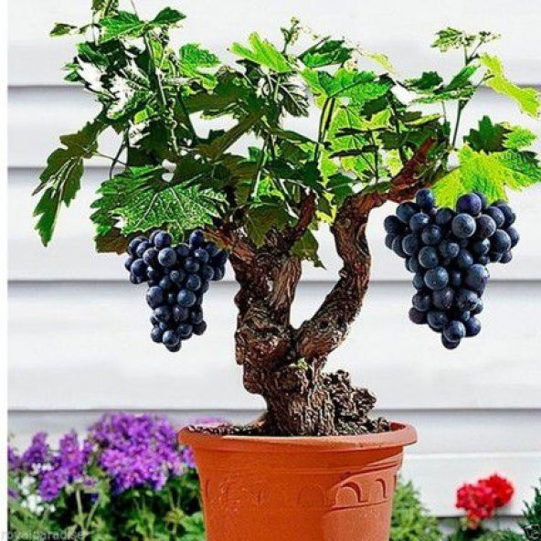 Bodur Siyah Üzüm Bonsai Ağacı Tohumu 5 Tohum+Saksı+Toprak+ ürün görseli