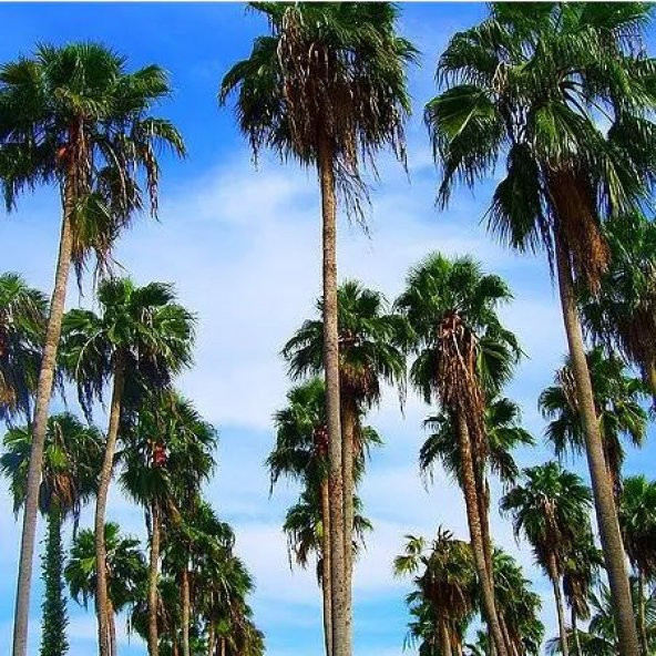 Washıngtonia Robuta Palmiye Ağacı Tohum 3 Tohum +Saksı+Toprak+Hed ürün görseli