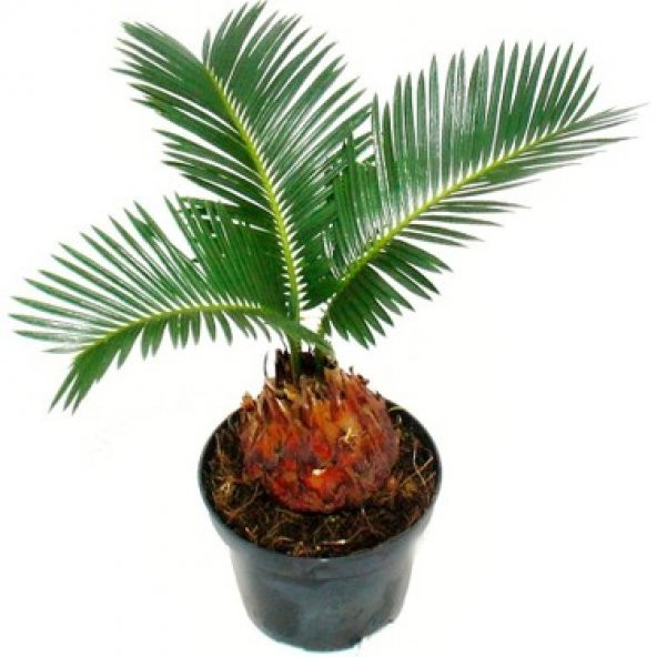 Cycas Ağacı Tohumu Revoluta Süs Ağacı 3 Tohum+ Saksı+Toprak+