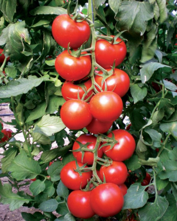 Paket Erkenci Salkım Domates Tohumu 110 Tohum+ Tohum
