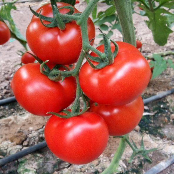 Sırık Domates Tohumu 5 Tohum +Saksı + Toprak Tohum - 1