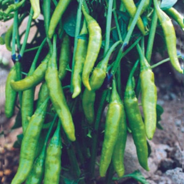 Süs Biberi Yeşil Cin Biber Tohumu 25 Tohum +Saksı+Topra+ To ürün görseli