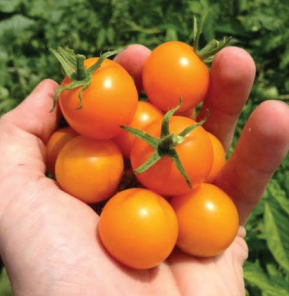 Eko Paket Nadir İthal Turuncu Cherry Domates Tohumu 15 Tohum+Hedi