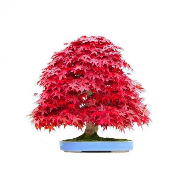Kırmızı Acer Rubrum Bonsai Ağacı Tohumu 5 Adet Tohum +Saksı+Topra