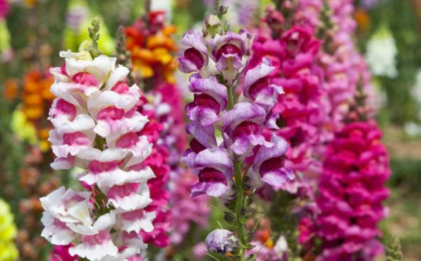 Aslan Ağzı Çiçeği Tohumu 10 Tohum +Saksı +Toprak Tohum ürün görseli 1