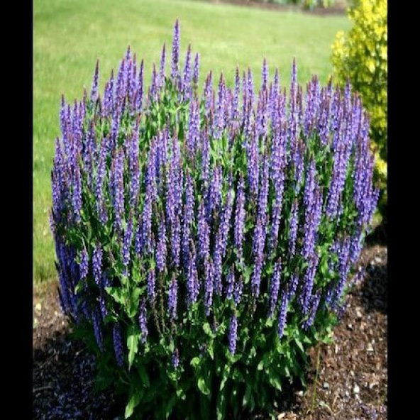 Ada Çayı Çiçeği Tohumu Mor Ada Çayı Tohumu 10 Tohum+Saksı+Toprak+ ürün görseli