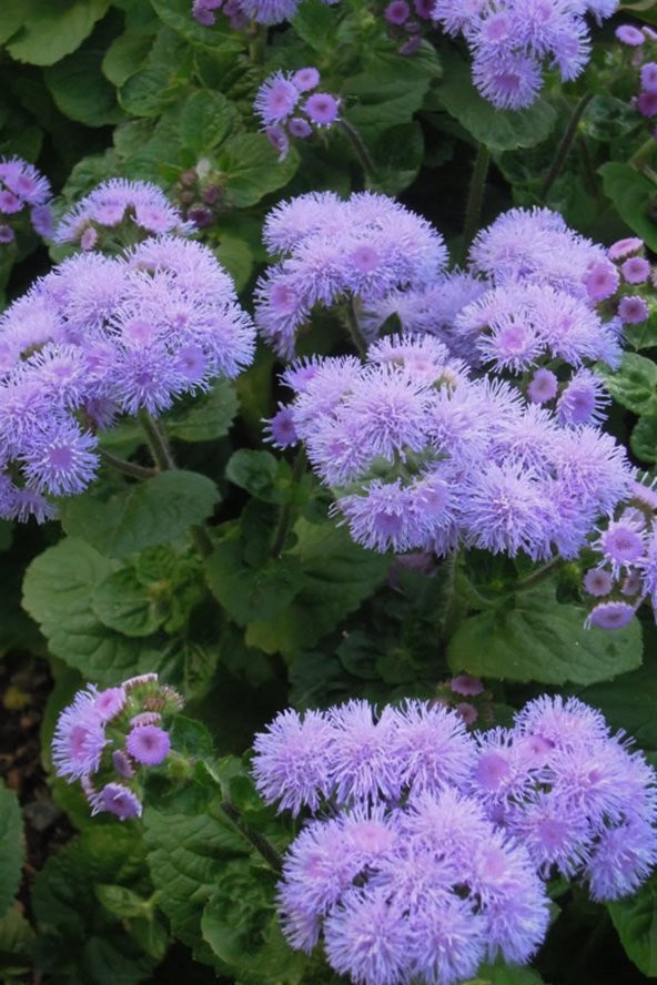 Vapur Dumanı Çiçeği Tohumu Mavi Vapur Dumanı 10 Tohum + Toh ürün görseli 1