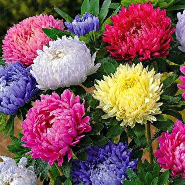 Aster Çiçeği Tohumu Çiçek Tohumu 15 Tohum +Saksı +Toprak +