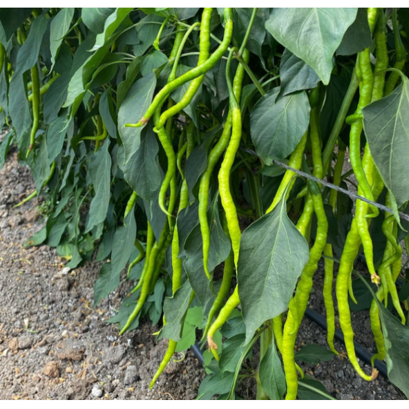 Tatlı Burkalem Biber Tohumı Burkalem Tohumu 25 Tohum+ Tohum - Resim 2