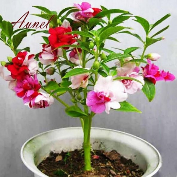 Karışık Kına Çiçeği Tohumu Çiçek Tohumu 10 Tohum+Saksı+Topra ürün görseli