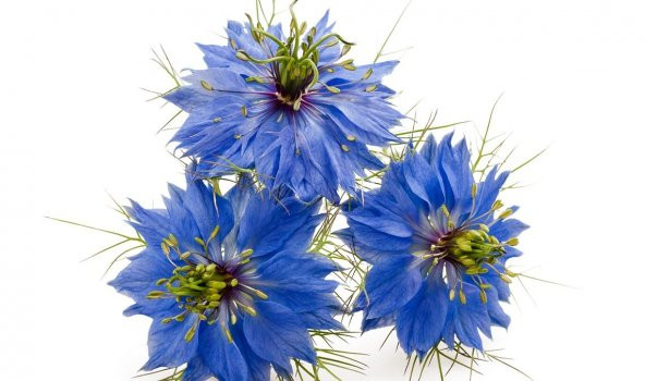 Mavi Çörek Otu Çiçeği Tohumu 15 Tohum+Saksı+Toprak + Tohum ürün görseli 1