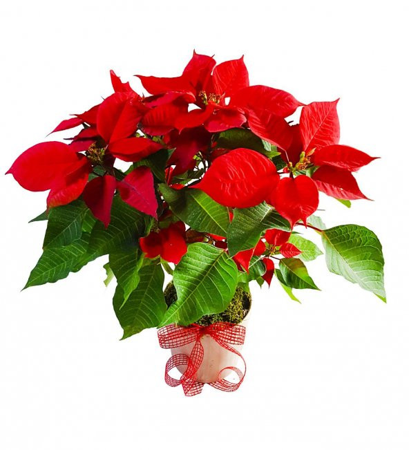 Atatürk Çiçeği Tohumu Ateş Çiçeği Tohumu 10 Tohum + Tohum N11.1368 ürün görseli