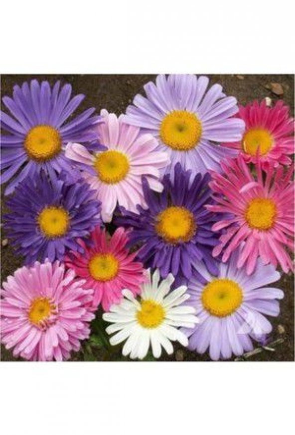 Dilber Kirpiği Çiçeği Tohumu Çiçek Tohumu 10Tohum +Saksı+Toprak+H ürün görseli