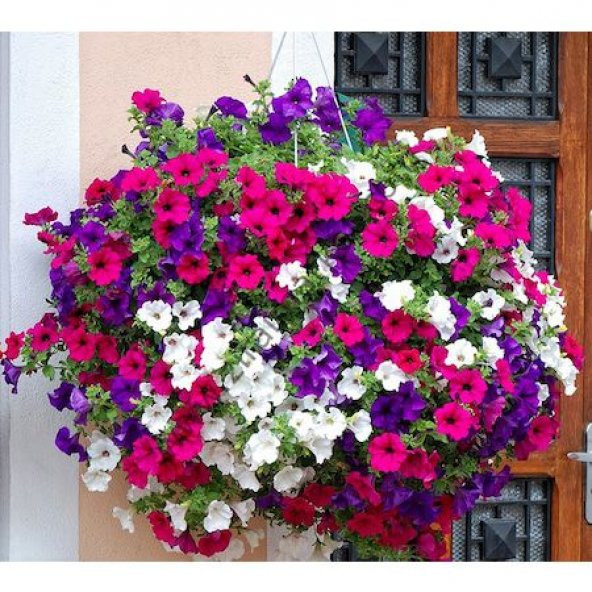 Petunya Çiçeği Tohumu Karışık Petunya Çiçeği 10 Tohum+Saksı+Topra ürün görseli 1