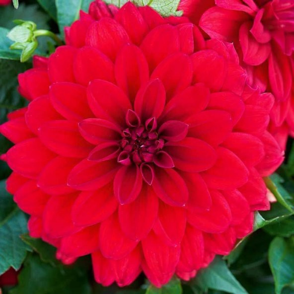 Dahlia Çiçeği Tohumu Çiçek Tohumu 10 Adet Tohum + Tohum