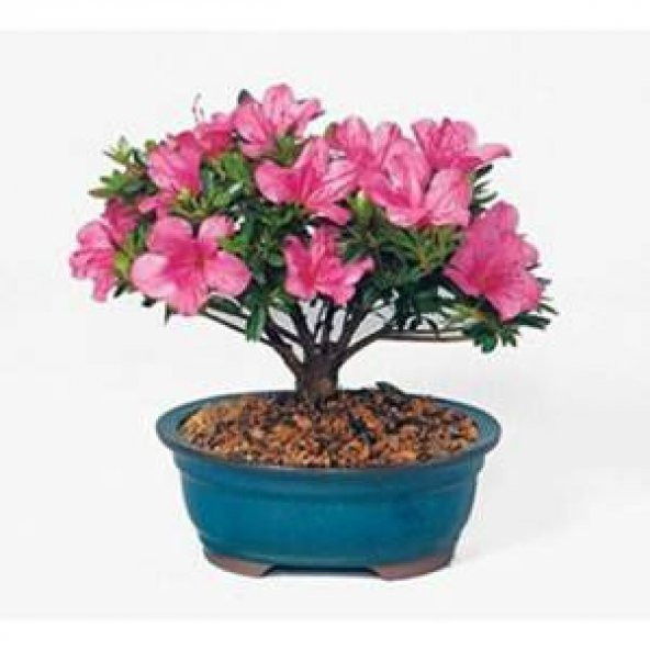Orkide Bonsai Ağacı Tohumu Bodur Bonsai Tohumu 5 Tohum+ Toh