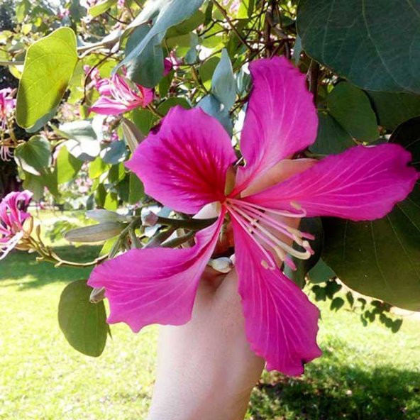Orkide Ağacı Tohumu Pembe Orkide Ağacı Tohumu 5 Tohum + Toh