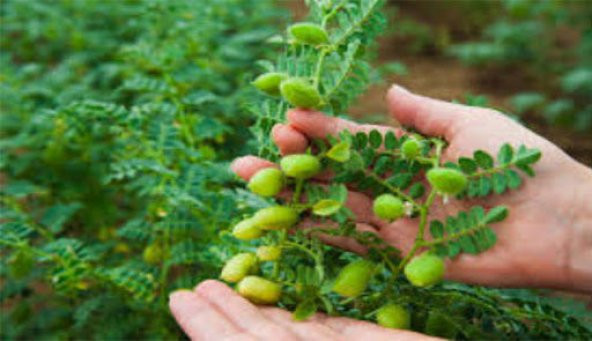 Paket Yeni Mahsül Geleneksel Nohut Tohumu 400 Tohum+ ürün görseli